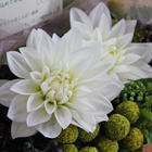 ことばの花箱 白ダリア(感謝)