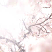 大人の桜デート決定版!記念日におすすめの東京厳選お花見スポット