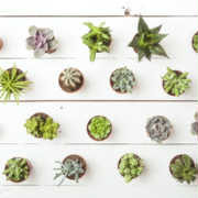 観葉植物のプレゼント人気8選!植物好きがもらって喜ぶギフトを厳選!