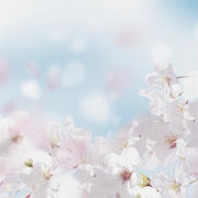 桜のプレゼントおすすめ19選!桜モチーフのプレゼントで季節の贈り物を。