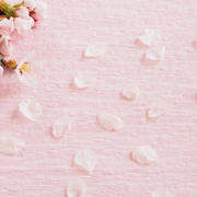 春のイメージを引き出す「桜」を取り入れたギフトを贈ろう