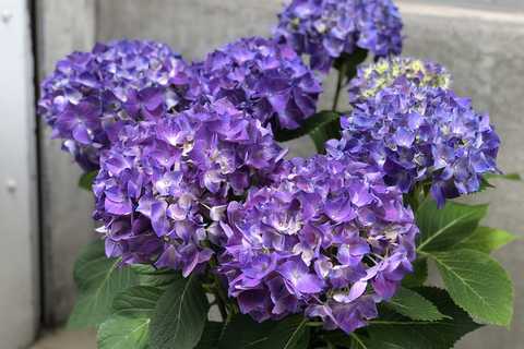 【母の日】紫陽花(鉢)