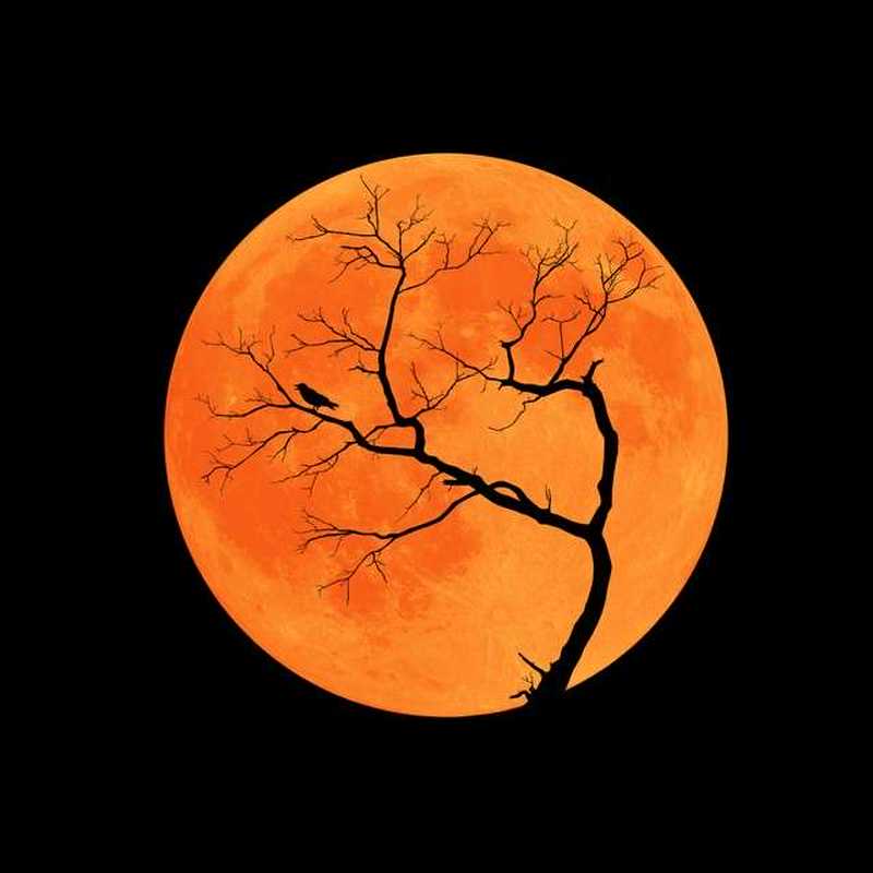 カップルでコスプレ 今年のハロウィンに着たい 絆を深める衣装特集 Anny アニー